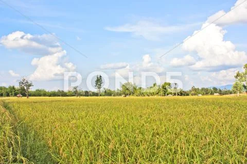 Paddy Stock Photos