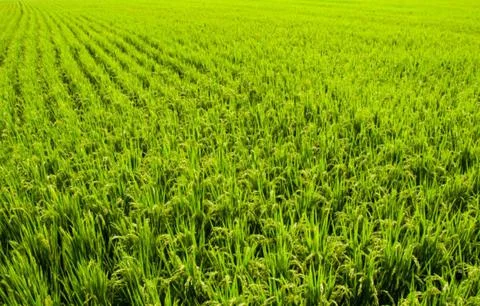 Paddy Stock Photos