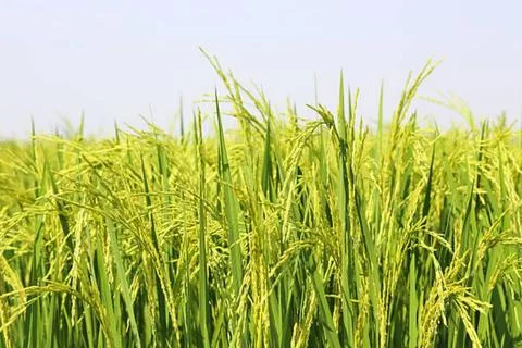 Paddy Stock Photos