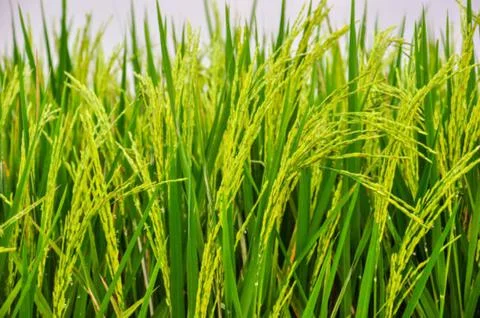 Paddy Stock Photos