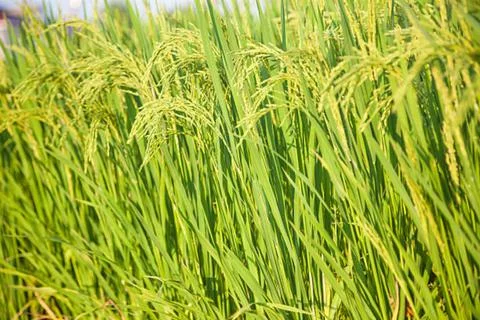 Paddy Foto stock