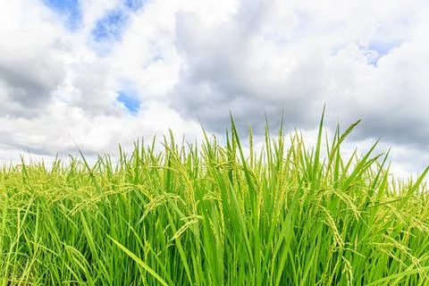 Paddy Stock Photos