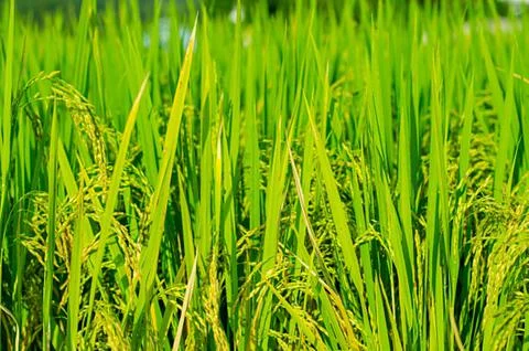 Paddy Stock Photos