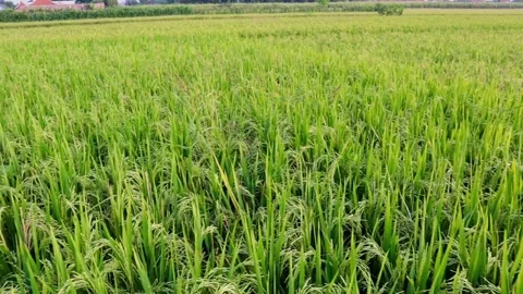 Paddy plant. 動画素材 209861015