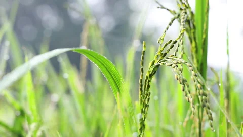 Paddy plantation slow1 Stock Footage 293196573