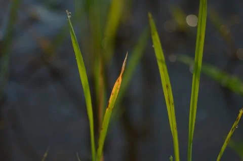 Paddy plants Stock Photos
