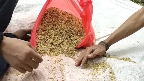 Paddy in plastic bag Stock Footage 196853069
