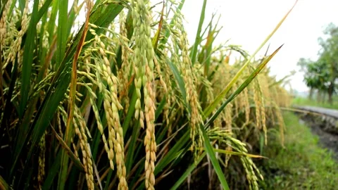 Paddy ready to harvest Stock-Footage 229603854