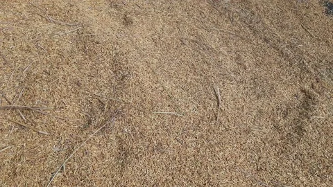 Paddy rice after threshing. 库存影片 225837411