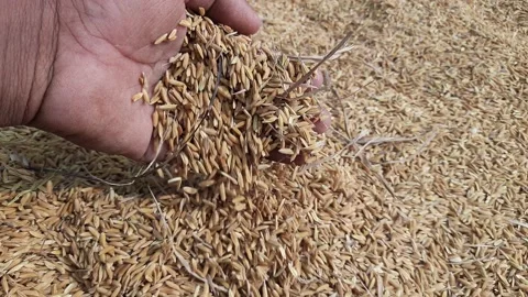 Paddy rice after threshing. Stock Footage 225837462