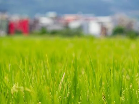 Paddy rice background in Asia Stock Photos
