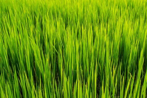 Paddy rice background Foto stock
