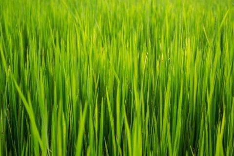 Paddy rice background Stock Photos
