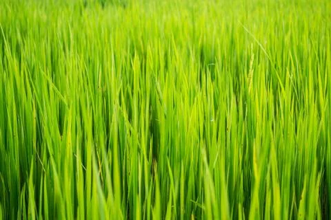 Paddy rice background Stock-Fotos