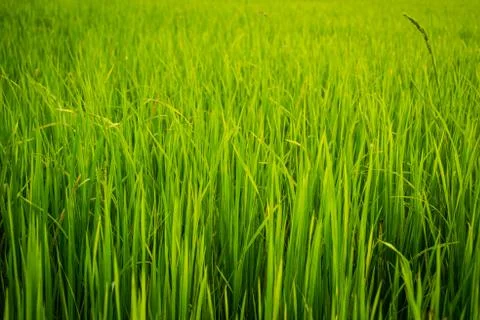 Paddy rice background Foto stock