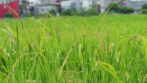Paddy rice background with the wind blowing Stock Footage 134929362