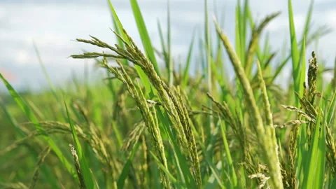 Paddy rice ear on the fields in wind blowing Stock Footage 142702382