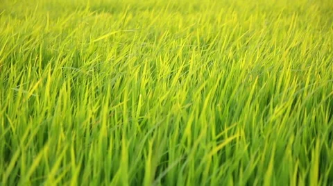 Paddy rice field dancing from windy Stock Footage 63214614