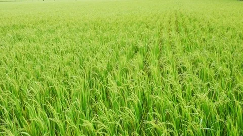 Paddy rice field dancing from windy Stock Footage 83406243