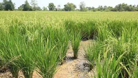Paddy rice field dancing from windy,thailand. Stock Footage 10901088