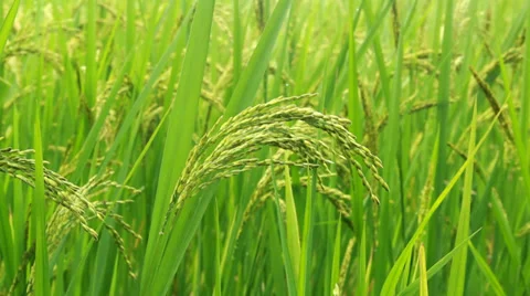 Paddy Rice-Field Stock Footage 29679332