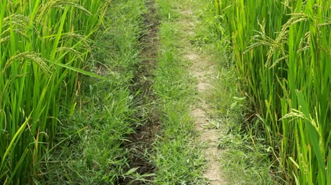 Paddy Rice-Field Stock Footage 29789424
