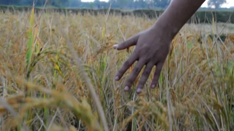 Paddy rice field Stock Footage 32966438