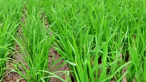 Paddy rice field Stock Footage 167799274