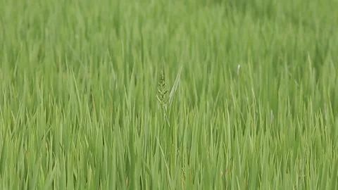 Paddy Rice Field Stock-Footage 206898556