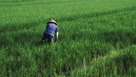 Paddy Rice Field Stock-Footage 207420779