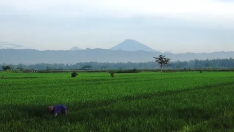 Paddy Rice Field Stock Footage 207421653