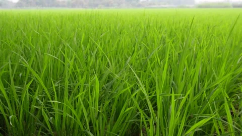 Paddy Rice Field 库存影片 333917239
