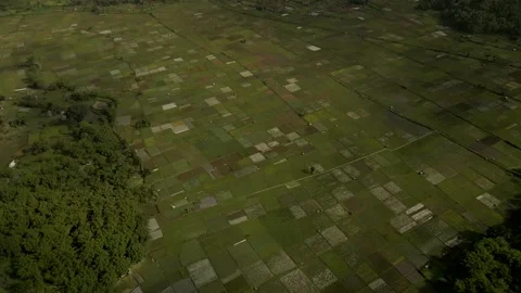 Paddy rice field, palm trees, Mount Rinjani. attraction of lombok, Indonesia Stock Footage 153009624