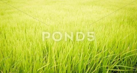 Paddy rice in field Stock Photos