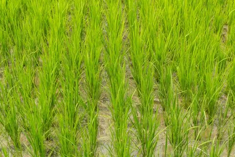 Paddy rice in field Stock Photos