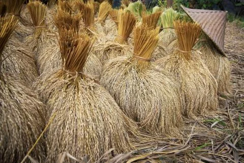 Paddy rice in field Stock Photos