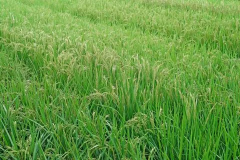Paddy rice in field Stock Photos