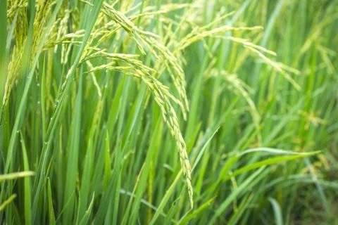 Paddy rice field Stock-Fotos