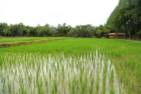 Paddy rice field Stock Photos