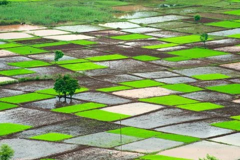 Paddy rice field in squares pattern in monsoon ; Chiplun ; Ratnagiri ; Mah... Foto stock