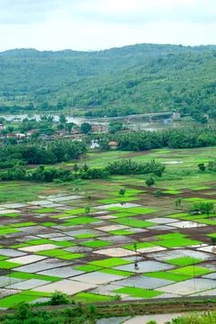 Paddy rice field in squares pattern in monsoon ; Chiplun ; Ratnagiri ; Mah... Foto stock