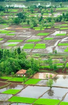 Paddy rice field in squares pattern in monsoon ; Chiplun ; Ratnagiri ; Mah... Foto stock
