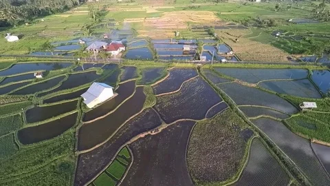 Paddy Rice Fields and Fish Ponds Stock Footage 80105616