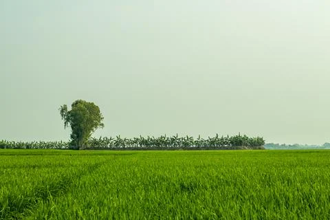 Paddy rice fields cover large agricultural worldwide and paddy is grown Stock Photos