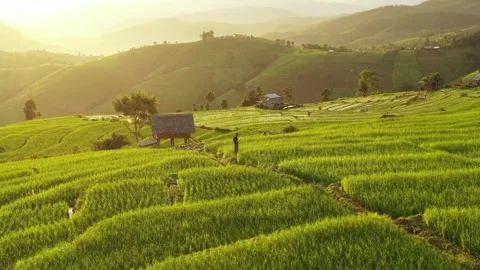 The Paddy Rice Fields of Kedah and Perlis, Malaysia paddies and reflections o Stock Footage 256725229