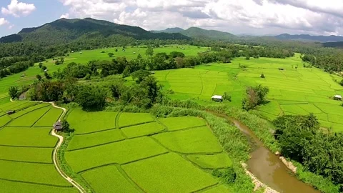 The Paddy Rice Fields of Kedah and Perlis, Malaysia paddies and reflections o Stock Footage 256726632