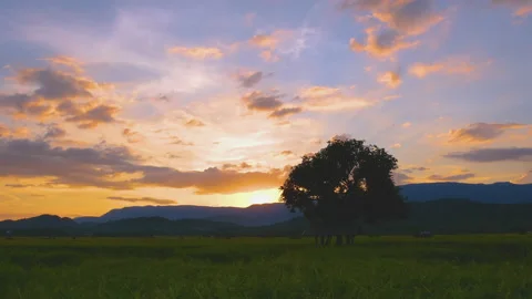 Paddy rice fields with one tree in the evening with sunset Stock Footage 165292218
