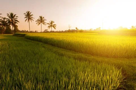 Paddy rice fields Paddy rice field in early stage at Bali, Indonesia. Coco... Foto stock