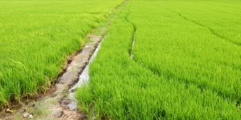 Paddy rice fields Stock Photos
