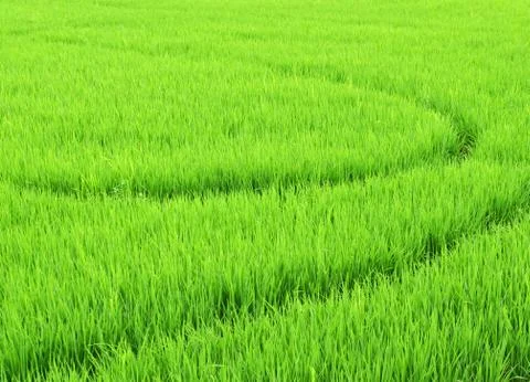 Paddy rice fields Stock Photos
